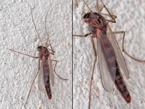 Réf. 99 537 : Chironomini inconnu