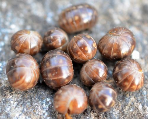 Loboglomeris pyrenaica