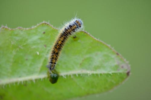 Lasiocampa trifolii