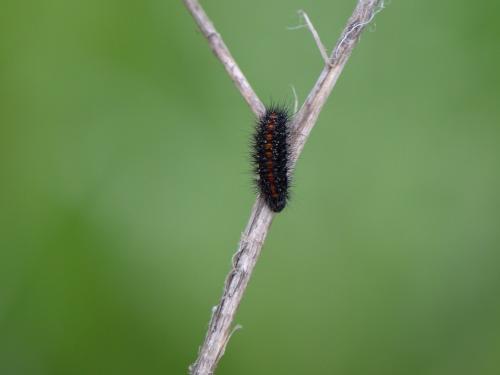 Coscinia striata