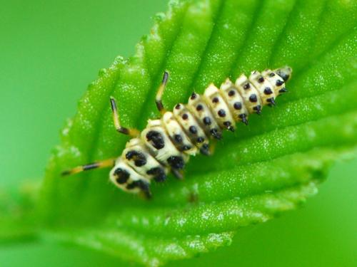 Sospita vigintiguttata