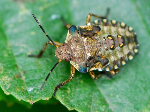 Réf. 99 083 : Pentatoma rufipes