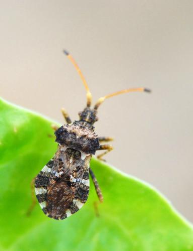 Centrocoris sp.