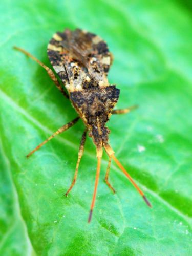 Centrocoris sp.