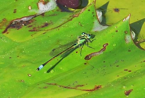 Réf. 99 851 : Ischnura ramburii