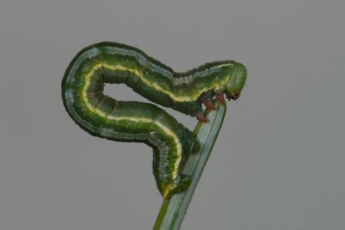Thera obeliscata