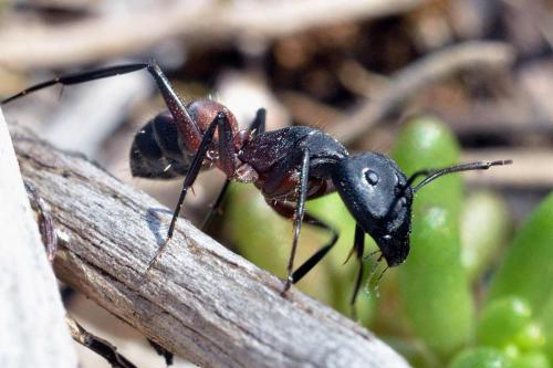 Camponotus cruentatus