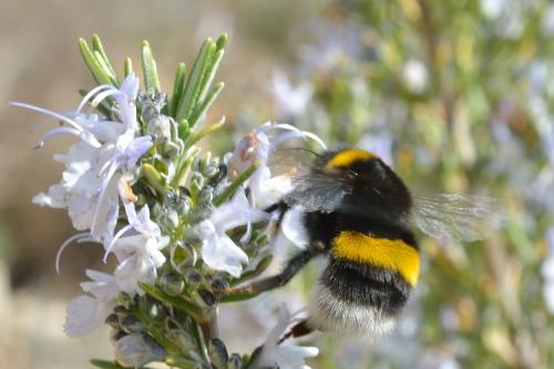 Bombus sp.