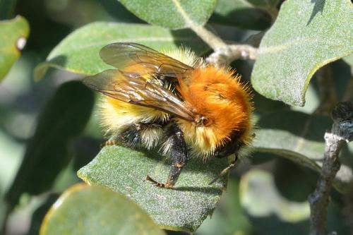 Bombus pascuorum