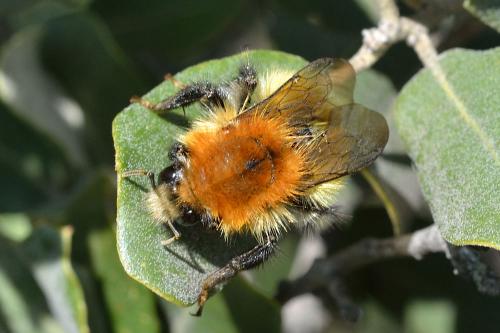Bombus pascuorum