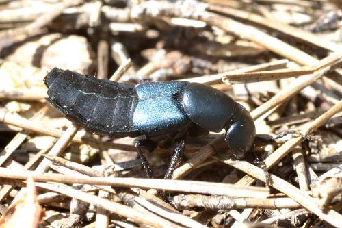 Ocypus ophthalmicus