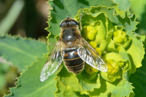Eristalis tenax