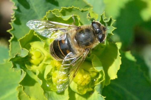 Eristalis tenax