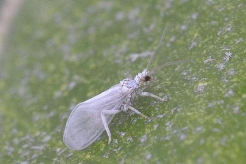 Réf. 99 179 : Conwentzia sp.