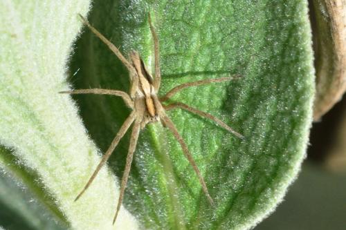 Pisaura mirabilis