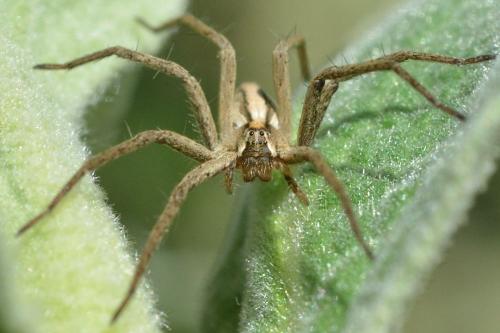 Pisaura mirabilis