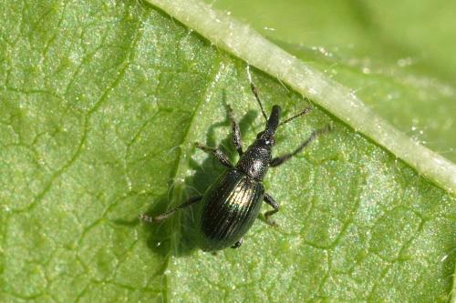 Réf. 99 183 : Aspidapion aeneum