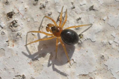 Pelecopsis bucephala
