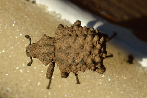 Brachycerus sp.