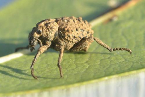 Brachycerus sp.