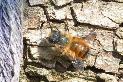 Réf. 99 217 : Osmia bicornis