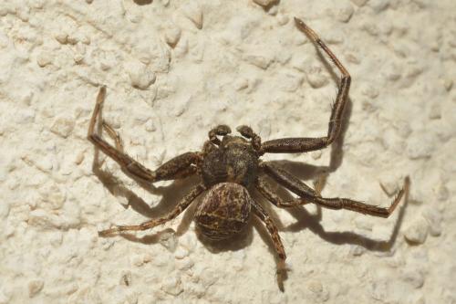 Xysticus sp.