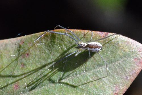 Réf. 99 337 : Neriene radiata