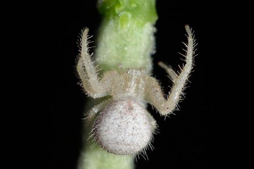 Heriaeus sp.