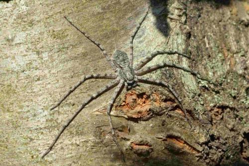 Philodromus sp.