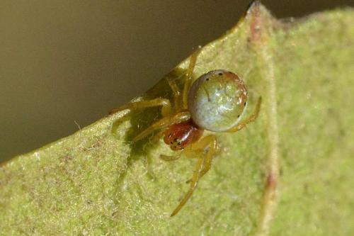 Araniella sp.
