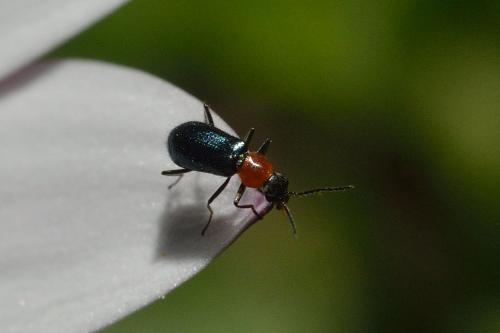 Réf. 99 341 : Attalus sp.