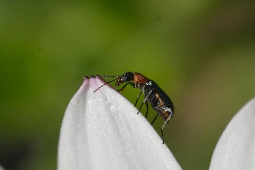 Attalus sp.