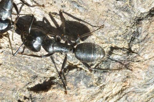 Réf. 99 424 : Camponotus vagus