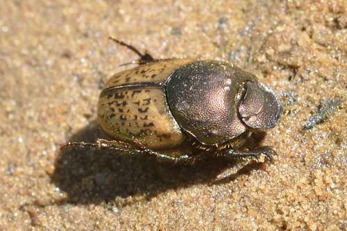 Onthophagus sp.