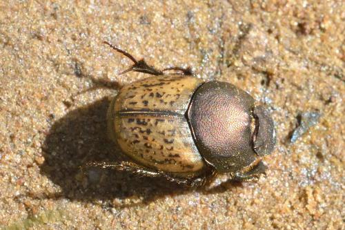 Réf. 99 425 : Onthophagus sp.