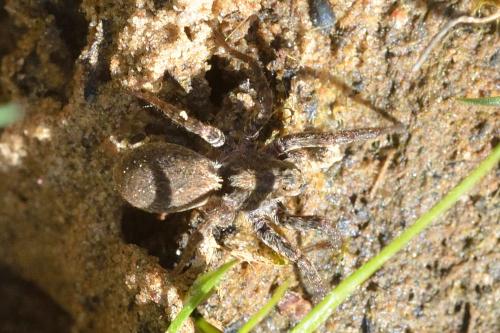 Alopecosa albofasciata