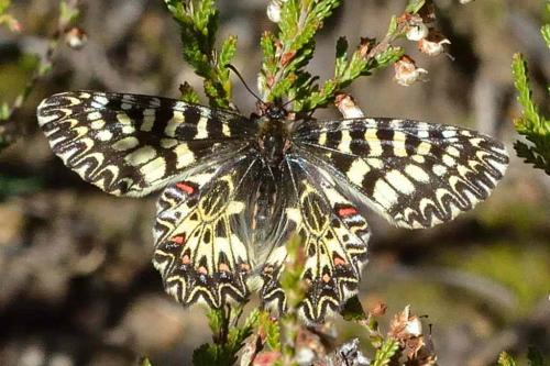 Zerynthia polyxena