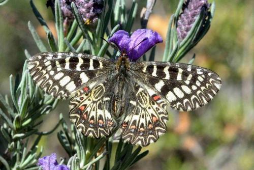 Réf. 99 338 : Zerynthia polyxena
