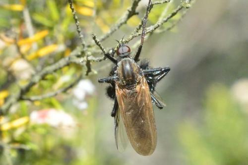 Empis tessellata