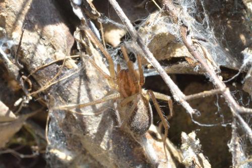 Tegenaria sp.