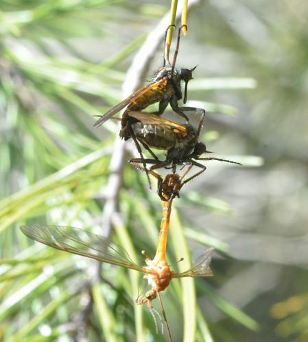 Empis tessellata