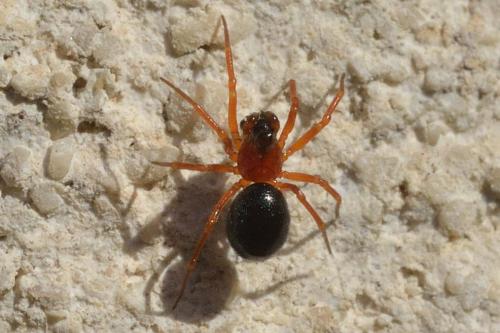 Réf. 99 727 : Pelecopsis bucephala