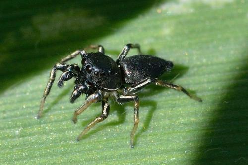 Heliophanus cupreus