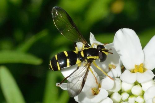 Philhelius sp.