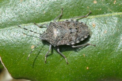 Réf. 99 773 : Rhaphigaster nebulosa