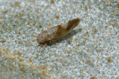 Réf. 99 722 : Cacopsylla fulguralis