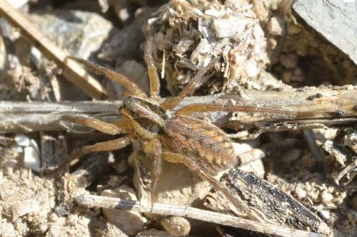 Hogna radiata