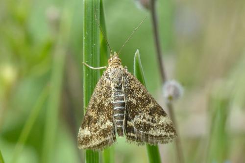 Réf. 99 763 : Pyrausta despicata