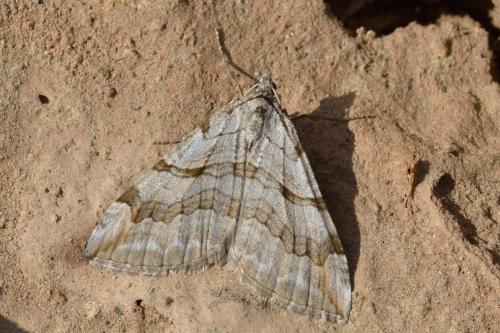Réf. 99 770 : Aplocera efformata