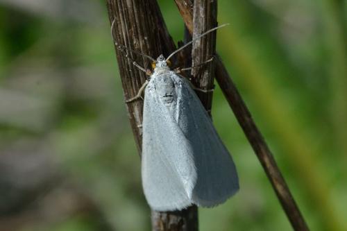 Lithostege duponcheli